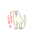 秋田犬のシロチャン（個別スタンプ：1）