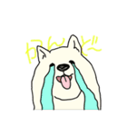 秋田犬のシロチャン（個別スタンプ：34）