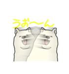 秋田犬のシロチャン（個別スタンプ：39）