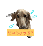 ダックスその他の愉快な仲間たちの日常8（個別スタンプ：5）