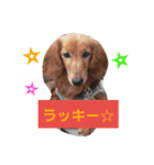 ダックスその他の愉快な仲間たちの日常8（個別スタンプ：6）