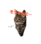 ダックスその他の愉快な仲間たちの日常8（個別スタンプ：9）