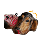 ダックスその他の愉快な仲間たちの日常8（個別スタンプ：11）