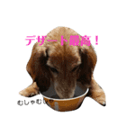 ダックスその他の愉快な仲間たちの日常8（個別スタンプ：12）