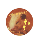 うちのキンクマハムスター3（個別スタンプ：4）