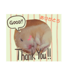 うちのキンクマハムスター3（個別スタンプ：5）