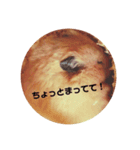 うちのキンクマハムスター3（個別スタンプ：7）
