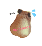 うちのキンクマハムスター3（個別スタンプ：11）