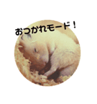 うちのキンクマハムスター3（個別スタンプ：12）