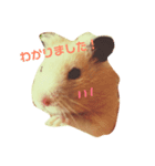 うちのキンクマハムスター3（個別スタンプ：16）