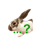 本物のウサギ120%〜よく使う〜（個別スタンプ：1）