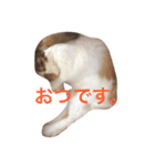 本物のウサギ120%〜よく使う〜（個別スタンプ：2）