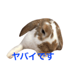 本物のウサギ120%〜よく使う〜（個別スタンプ：3）