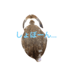 本物のウサギ120%〜よく使う〜（個別スタンプ：4）