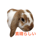 本物のウサギ120%〜よく使う〜（個別スタンプ：6）