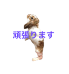 本物のウサギ120%〜よく使う〜（個別スタンプ：7）