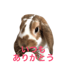 本物のウサギ120%〜よく使う〜（個別スタンプ：8）