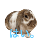 本物のウサギ120%〜よく使う〜（個別スタンプ：9）