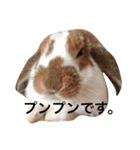 本物のウサギ120%〜よく使う〜（個別スタンプ：10）