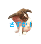 本物のウサギ120%〜よく使う〜（個別スタンプ：11）