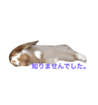 本物のウサギ120%〜よく使う〜（個別スタンプ：12）