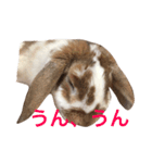 本物のウサギ120%〜よく使う〜（個別スタンプ：13）