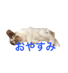 本物のウサギ120%〜よく使う〜（個別スタンプ：14）