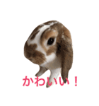 本物のウサギ120%〜よく使う〜（個別スタンプ：15）