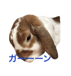 本物のウサギ120%〜よく使う〜（個別スタンプ：16）