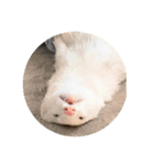 フェレットパーク（個別スタンプ：1）