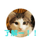 ヨシュアスタンプ。（個別スタンプ：1）
