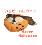 ヨシュアスタンプ。（個別スタンプ：3）