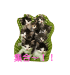 ヨシュアスタンプ。（個別スタンプ：4）