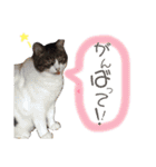 Hyt♡part.1（個別スタンプ：27）