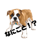 ブルドッグ社長(PUPPY)（個別スタンプ：3）