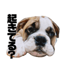 ブルドッグ社長(PUPPY)（個別スタンプ：4）