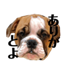 ブルドッグ社長(PUPPY)（個別スタンプ：5）