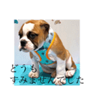 ブルドッグ社長(PUPPY)（個別スタンプ：6）