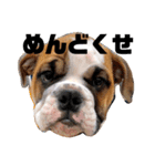 ブルドッグ社長(PUPPY)（個別スタンプ：7）