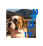 ブルドッグ社長(PUPPY)（個別スタンプ：9）