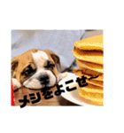 ブルドッグ社長(PUPPY)（個別スタンプ：10）
