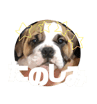 ブルドッグ社長(PUPPY)（個別スタンプ：11）