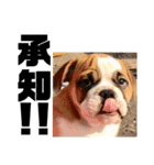 ブルドッグ社長(PUPPY)（個別スタンプ：12）