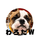 ブルドッグ社長(PUPPY)（個別スタンプ：13）