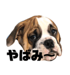 ブルドッグ社長(PUPPY)（個別スタンプ：16）