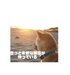 柴犬まろ④写真文字入り（個別スタンプ：1）