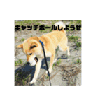 柴犬まろ④写真文字入り（個別スタンプ：2）