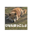 柴犬まろ④写真文字入り（個別スタンプ：3）