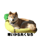柴犬まろ④写真文字入り（個別スタンプ：4）