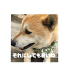 柴犬まろ④写真文字入り（個別スタンプ：5）